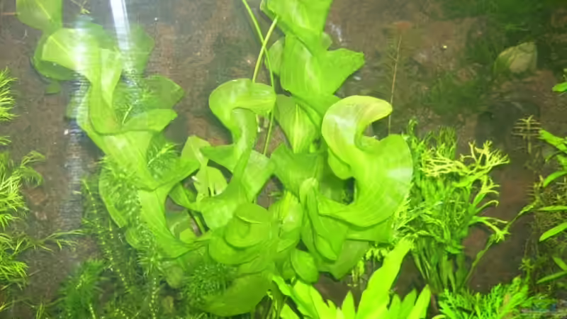 Madagaskar Wasserähre von Belvina (11)