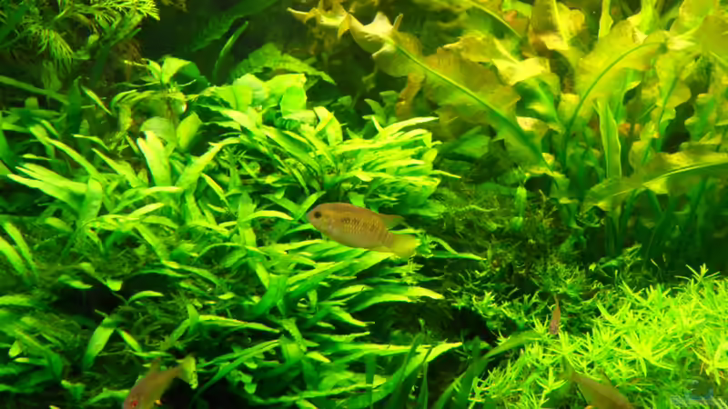 Madame Dorsi von Bungi (31)