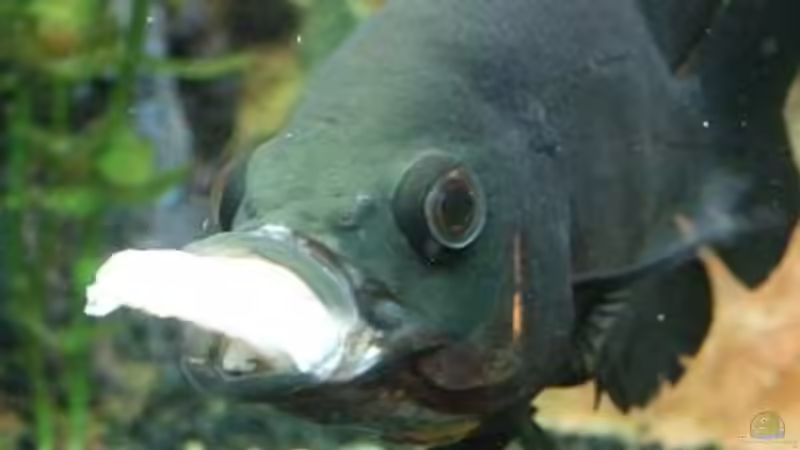 Maddin frisst eine große Garnele von Sandy_ (21)