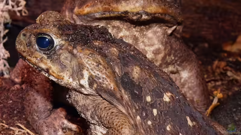 Mädchendinge von Cichliden-Kabuff (29)