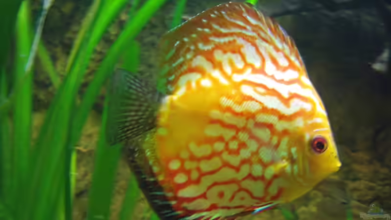 Mädel von PH Neutral (35)