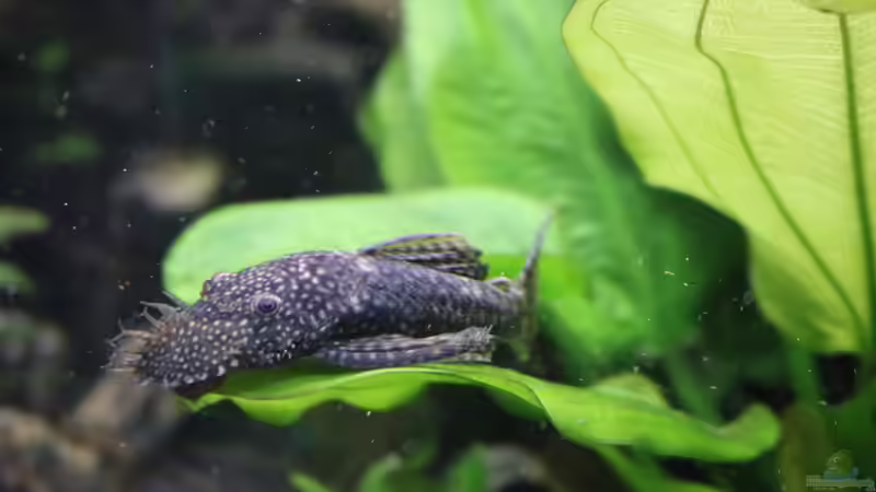 mänchen - Blauer Antennenwels - Ancistrus sp. von Aquarienlandschaften (49)