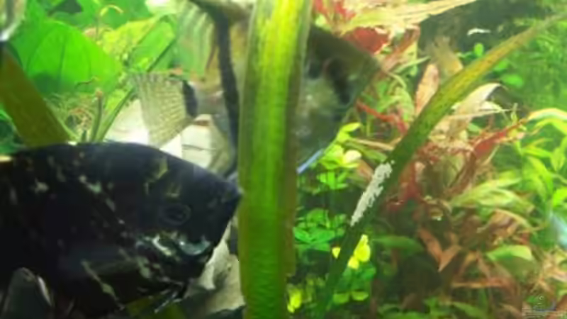 Mänchen bei der Besamung von Kai Holdinghausen (25)