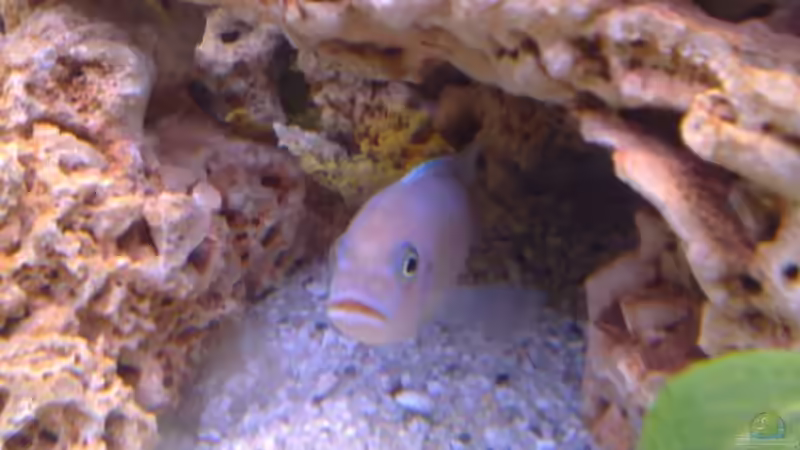 mänchen Metriaclima zebra rot/blau von Stefan Mischler (29)