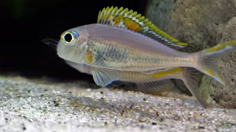 Mänchen red Princess  von Martina (33)