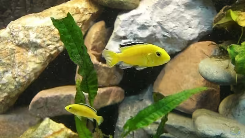 mänchen und eines der weibchen von maggo 28 (26)