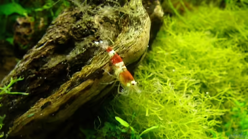 Mänchen von Crystal Red von Thomas Zehren (8)