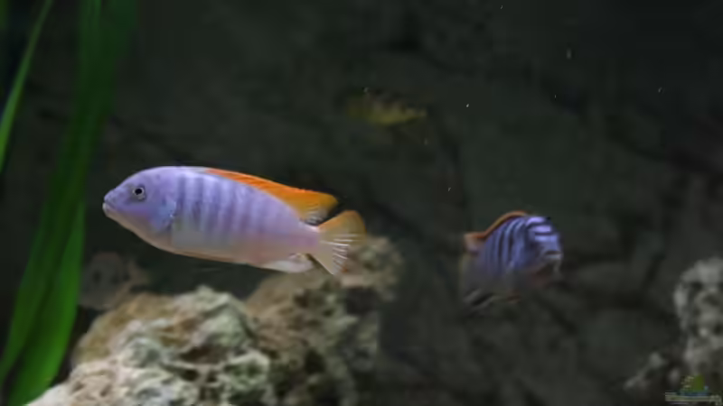 Mänchen von Roland Figura (29)