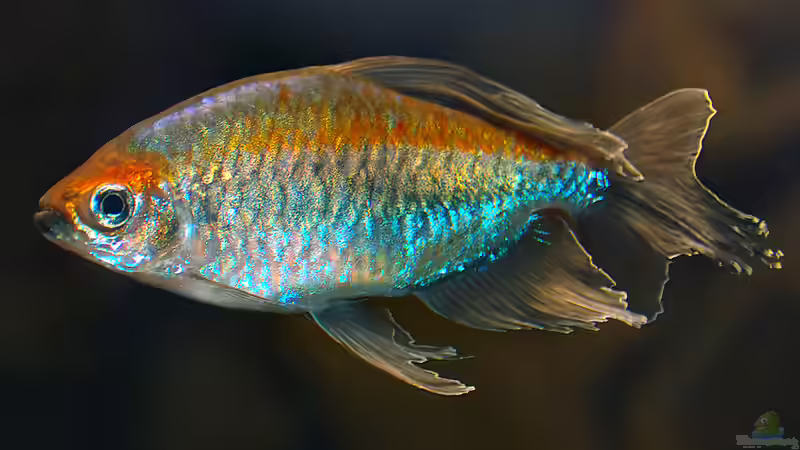 Männchen, nicht selbst Geschossen von johnK (15)