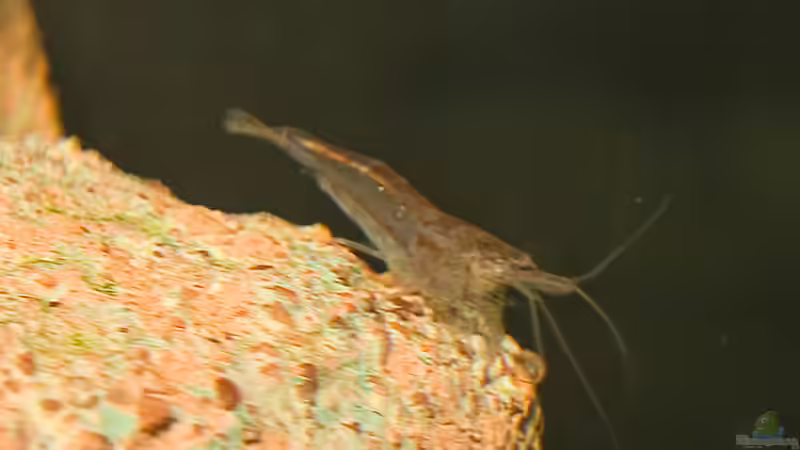 Männchen, recht farblos :) von RaykoM (5)