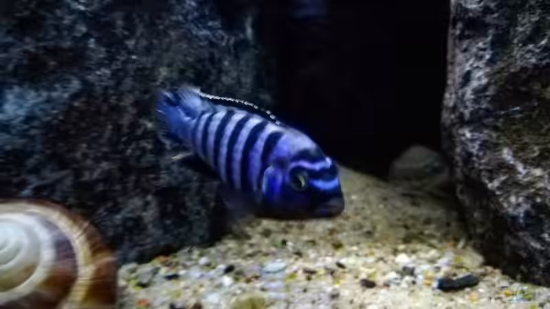 Männchen  von SeCo89 (5)