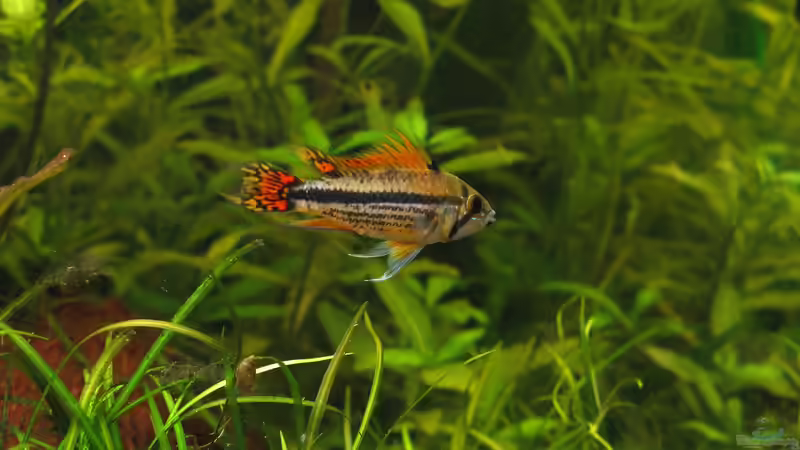 Männchen Apistogramma cacatuoides von Marlone (21)