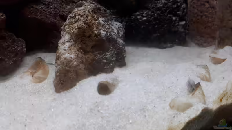 Männchen auf dem Weg in die Bruthöhle. von NiRo (20)