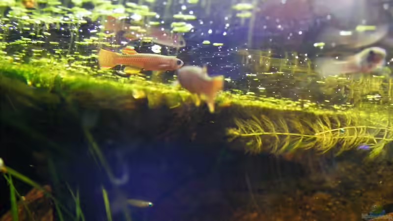 Männchen balzen von Falk (77)