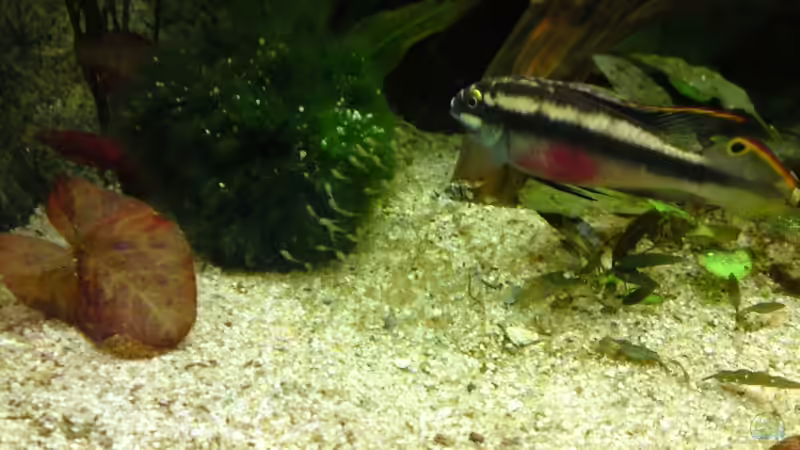 Männchen bei der Brutpflege am 04.06.2009 von Debby & Daniel (23)