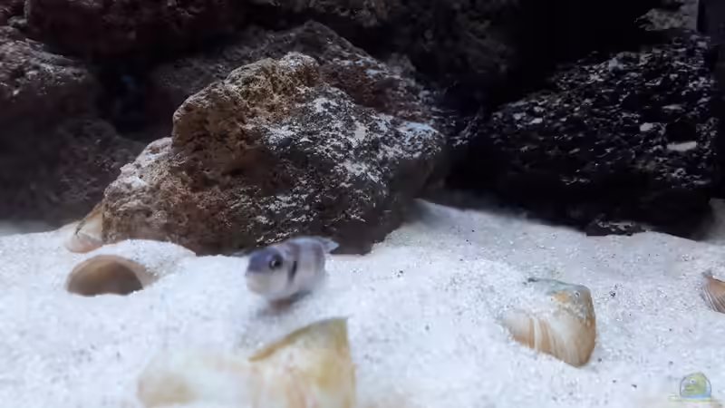 Männchen beim Bewachen einer Bruthöhle. von NiRo (19)