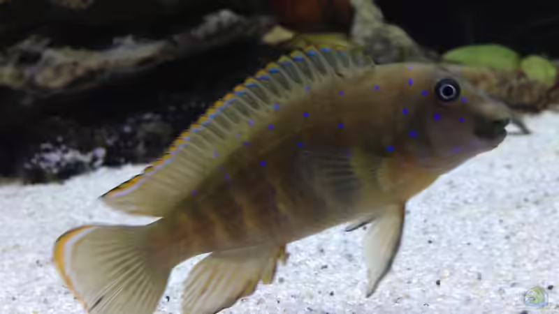 Männchen/eretmodus cyanostictus moba von Martina (42)