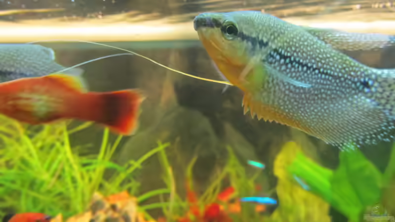 Männchen in der Balz von Mofafi-Liebhaber (74)