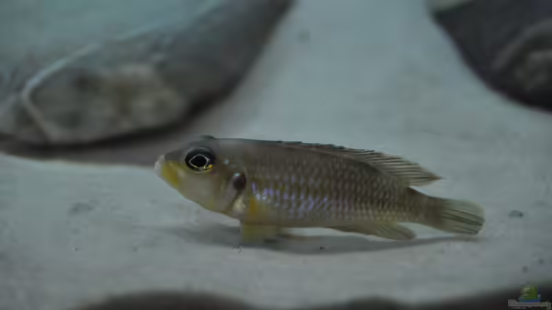 Einrichtungsbeispiele für Lamprologus ocellatus (Tanganjika-Schneckenbuntbarsch)