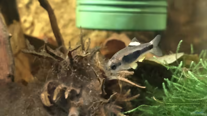 Männchen mit den gelben Flossen von Bessey (11)