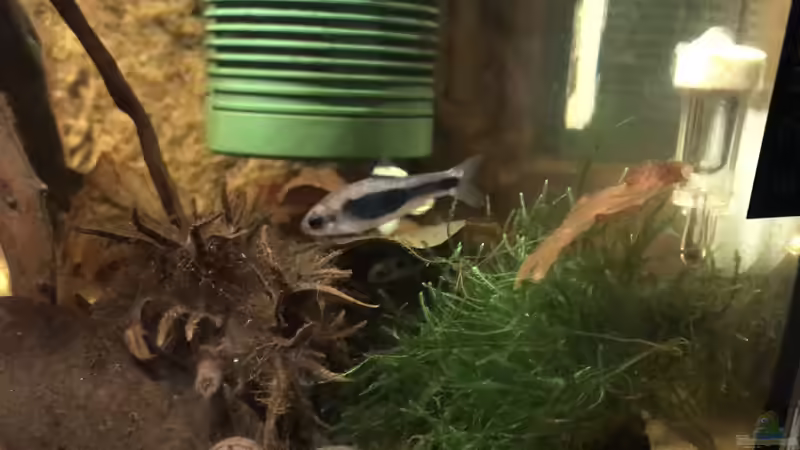 Männchen mit den gelben Flossen von Bessey (12)