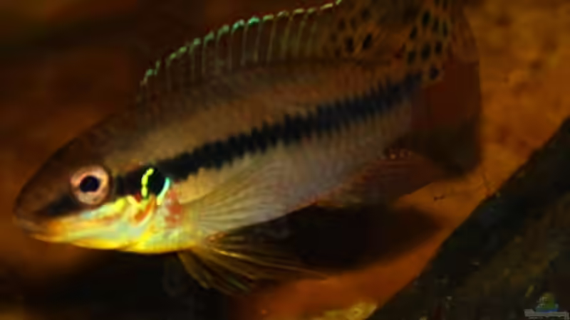 Männchen mit deutlich gelber Kehle - ein Geschlechtsmerkmal von Cichlid Power (11)