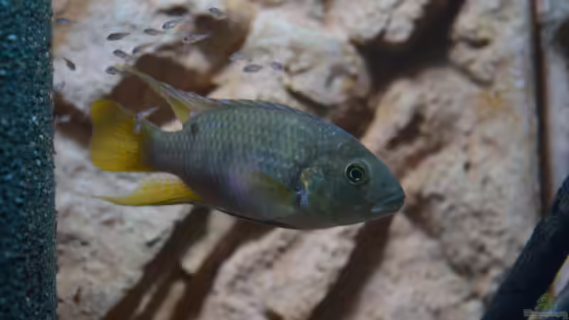 Männchen mit Jungfischen von Didi (32)