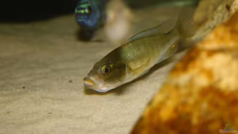 Maennchen mit Kehlsack (voller Shrimps) von Tobias Seiffert (25)