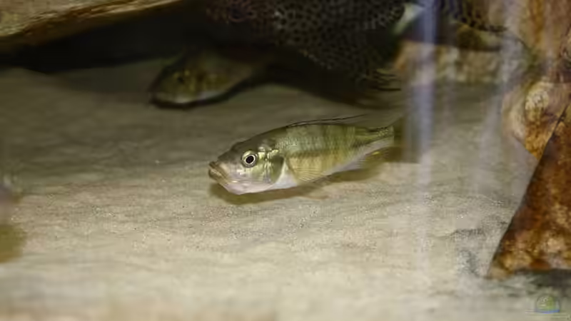 Maennchen mit Kehlsack (voller Shrimps) von Tobias Seiffert (27)