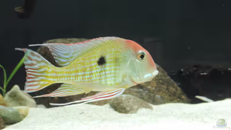 Männchen mit Larven im Maul von Fichte (108)