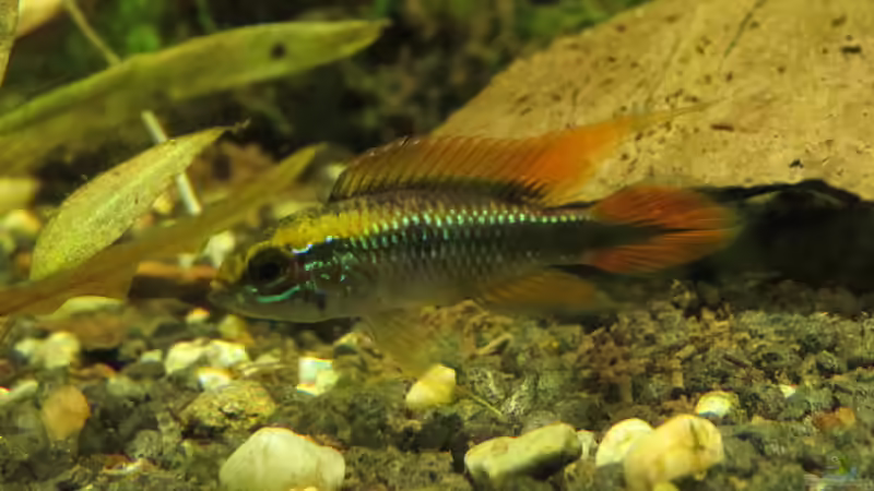 Männchen (noch im alten Becken) von Joni_99 (7)