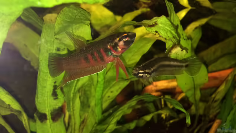 Männchen und Weibchen (Bild aus anderem Becken) von Jaenu00 (7)