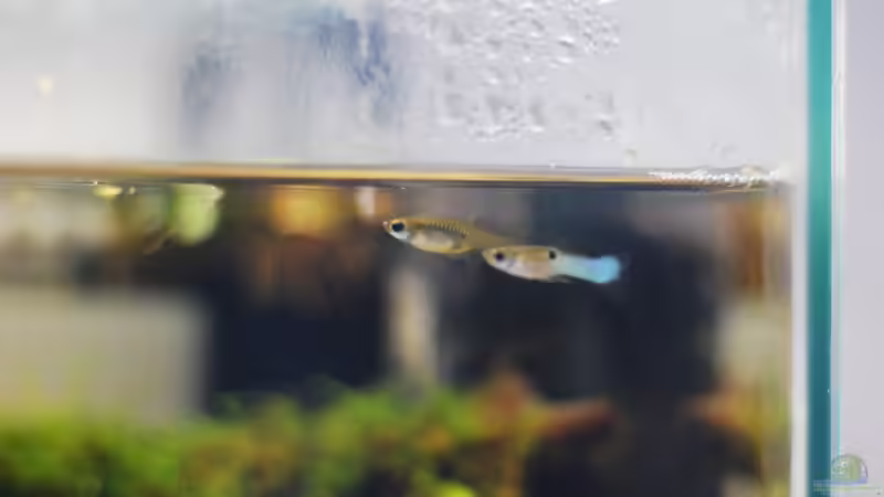 Männchen und Weibchen sind in dem Alter größenmäßig noch nicht so verschieden von TimTamTellerlein (35)