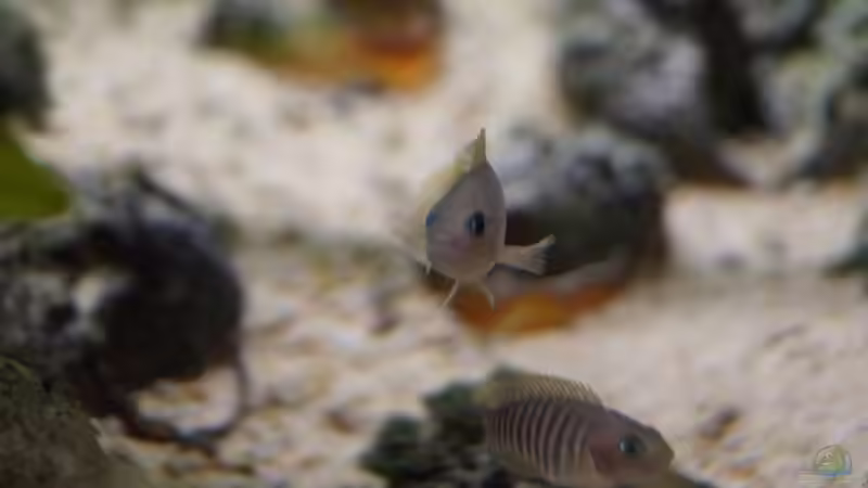 Männchen und Weibchen(unten) von Raphi (17)