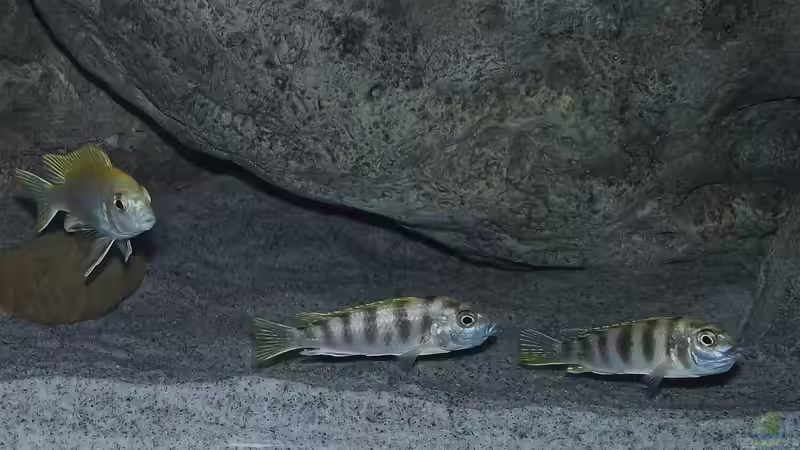 Männchen und zwei brütende Weibchen von MichaB (22)