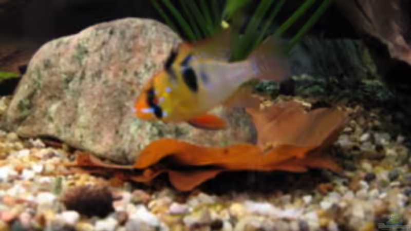 Männchen vom Schmetterlingsbuntbarsch von Dryade (6)