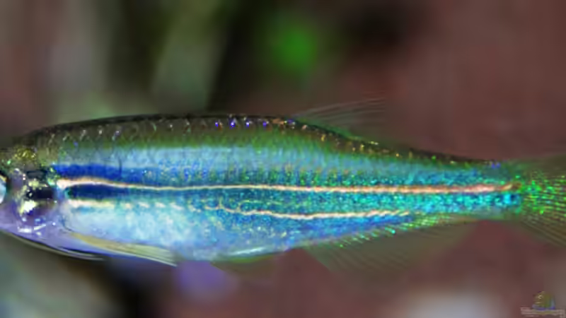 Männchen von -Der Österreicher- (14)