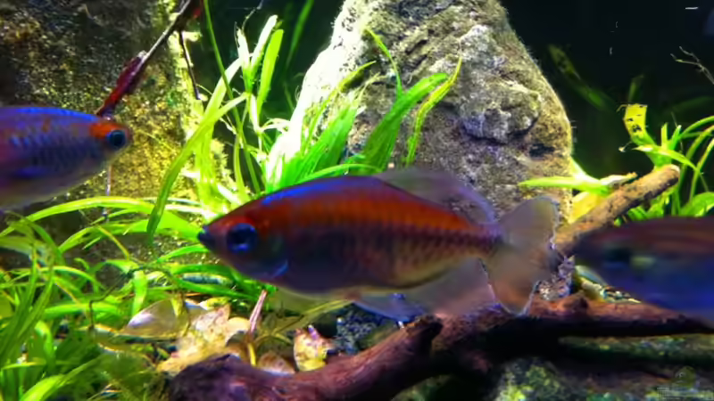 Männchen von Chris_R. (37)