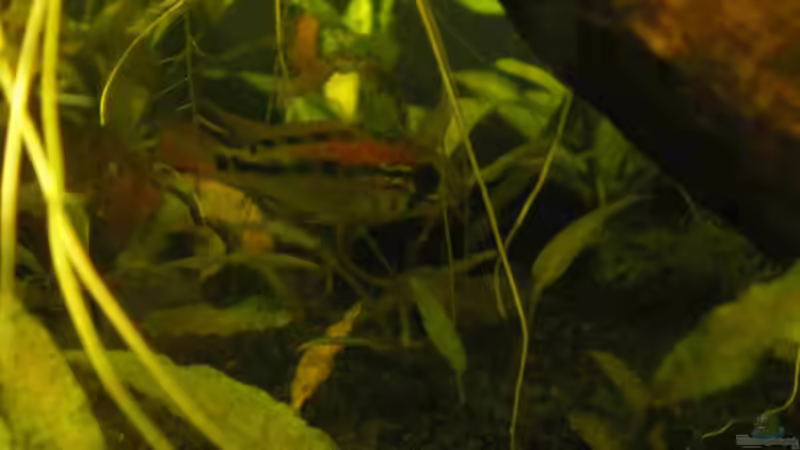 Männchen von CPeters (9)