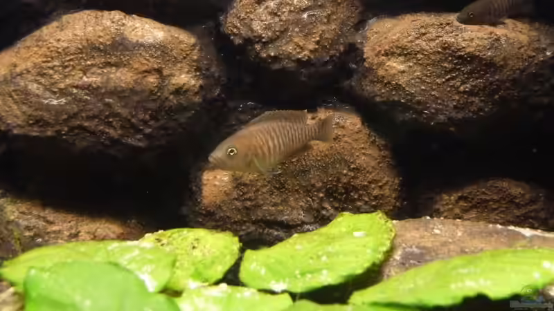 Männchen von Der Michel (19)