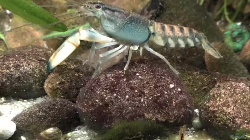 Männchen von derflo (14)