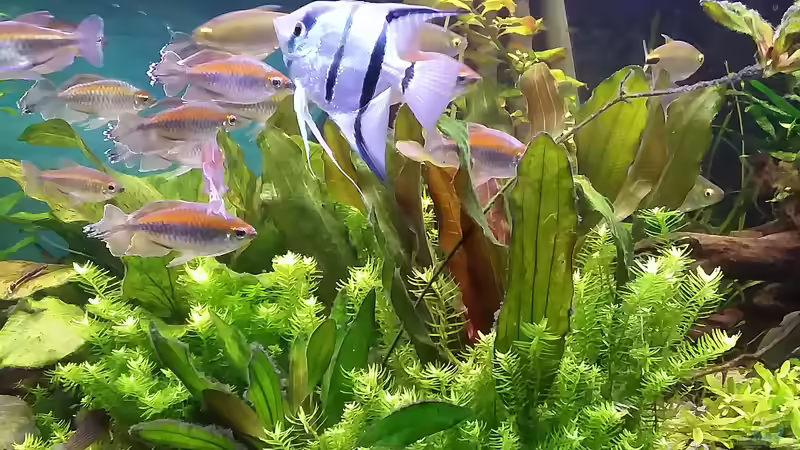 Männchen von Grünhexe (187)