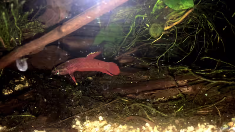 Männchen von Jaenu00 (2)