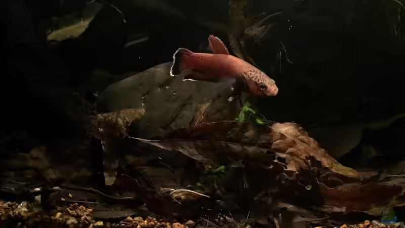 Männchen von Jaenu00 (3)