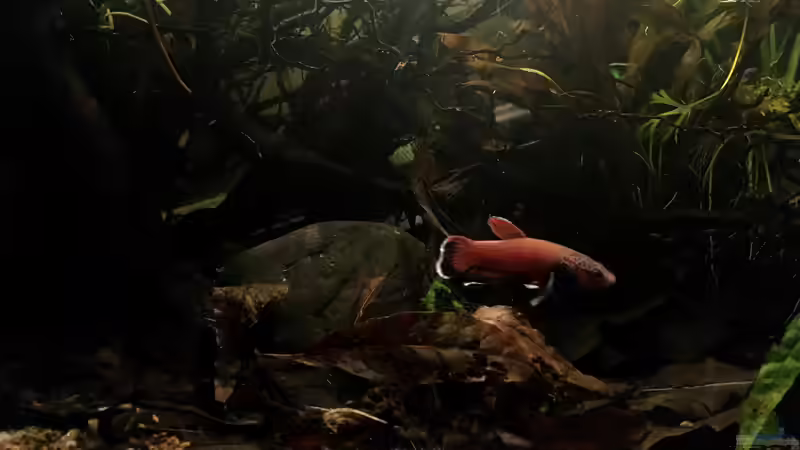 Männchen von Jaenu00 (4)