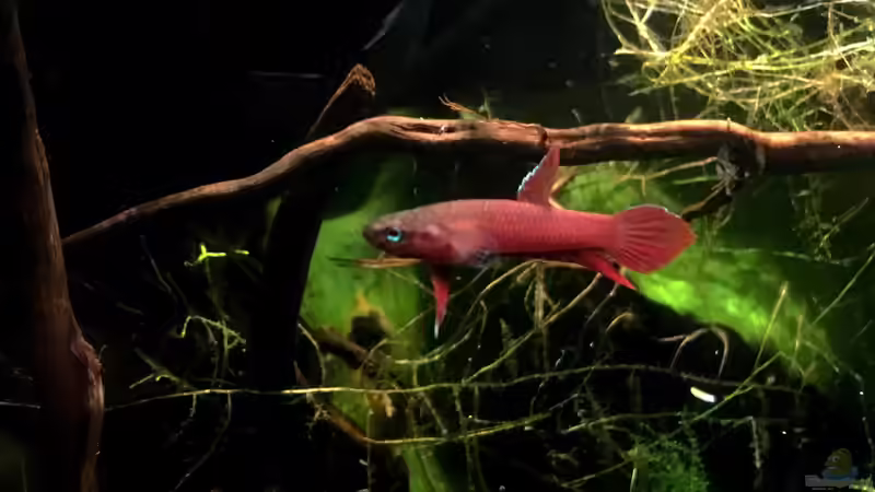 Männchen von Jaenu00 (8)