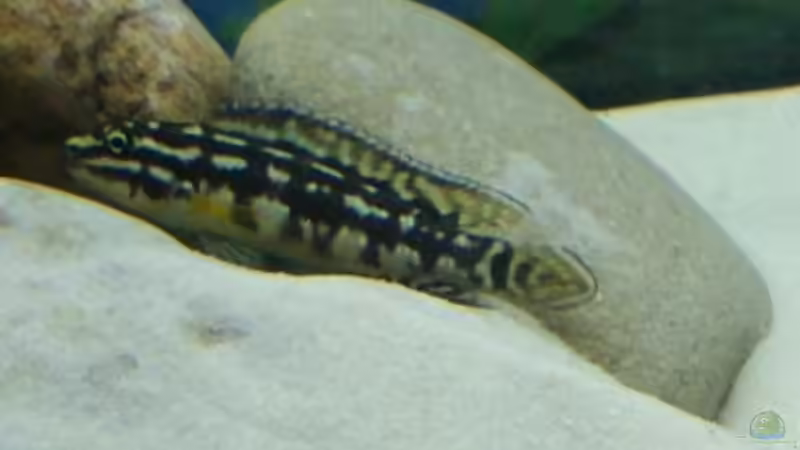 Männchen von Julidochromis marlieri von Patrick Scheffer (11)