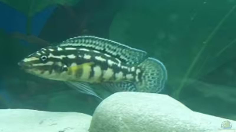 Männchen von Julidochromis marlieri von Patrick Scheffer (12)