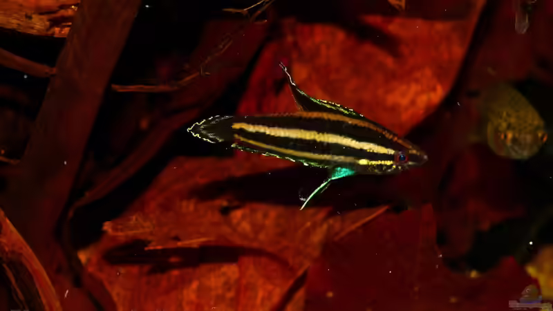 Männchen von Koehler (5)