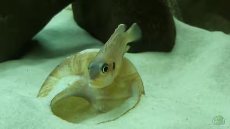 Männchen von Lamprologus ocellatus ´Gold´ von Patrick Scheffer (9)